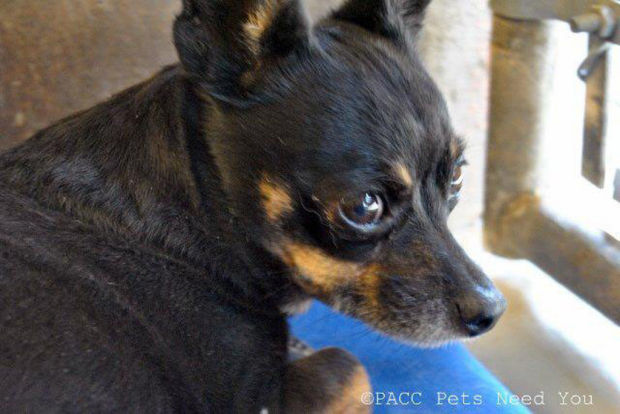 PACC PETS